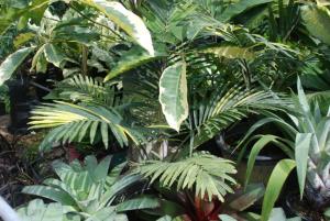 Plant show 2012 (18).JPG